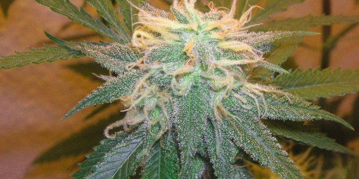 2560x1920 File:Marijuana and its trichomes.jpg - Wikimedia Commons