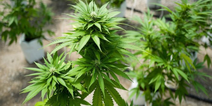 1200x800 How to Become a Weed Sommelier - Eater