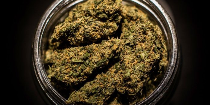 1024x768 When And How To Harvest Your Marijuana Plant – WeedSeedShop