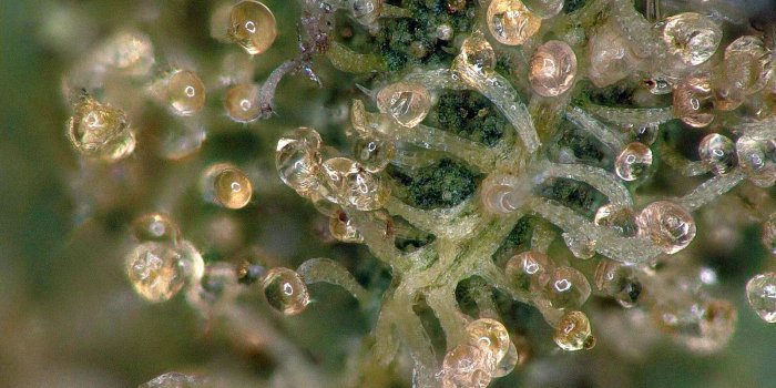 1600x1200 Trichomes under the microscope [OC] : trees | Thc Trichomes | Cannabis