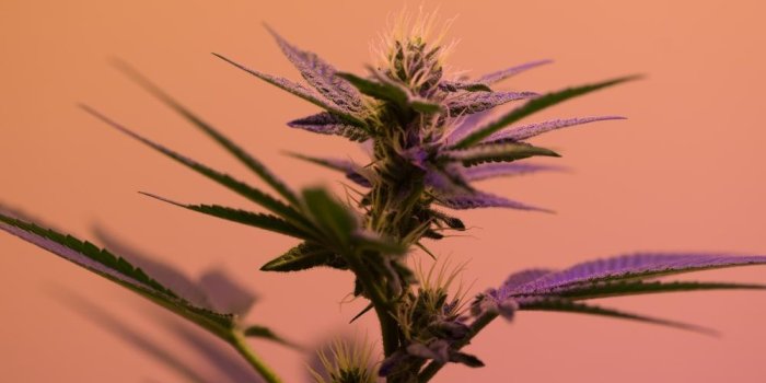 1000x1498 Pakalolo | 32 best free pakalolo, cannabi, marijuana and weed photos