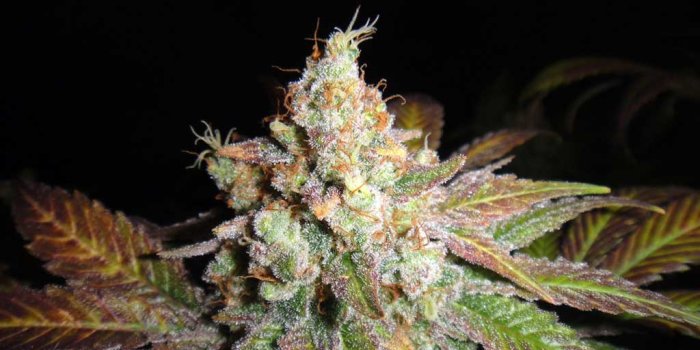 1024x768 Ready-To-Harvest Cannabis Picture Gallery | Grow Weed Easy