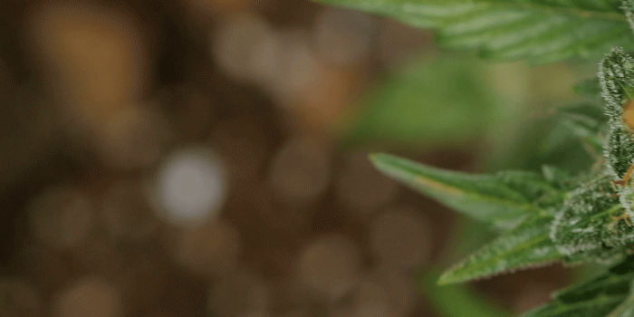 1920x1080 Cannabis bush. Trichomes. Cannabis. Marijuana closeup. Macro. Stock Video  Footage - Storyblocks Video