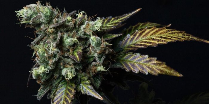 1024x768 Macro Attack - Cannabis Flower Photos - International Cannagraphic