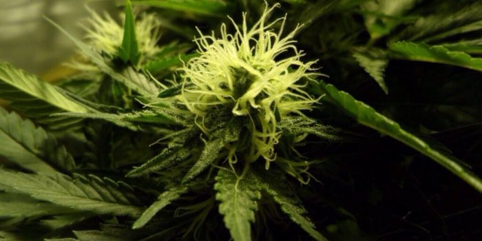 1024x768 Harvesting Your Cannabis, When Is The Right Time?