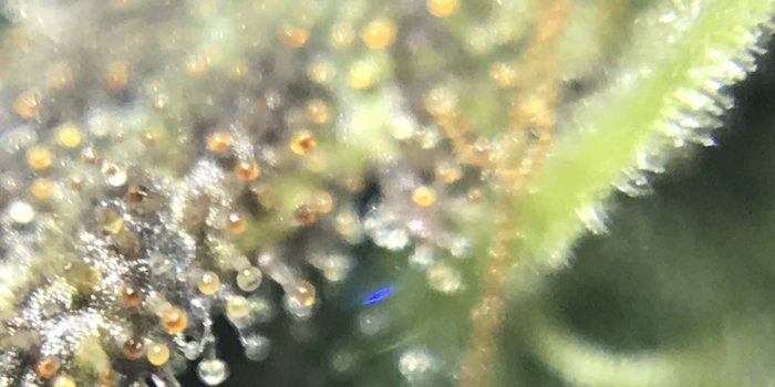 4032x3024 Cut The Crop: When To Harvest Your Cannabis Plant? - Amsterdam Genetics