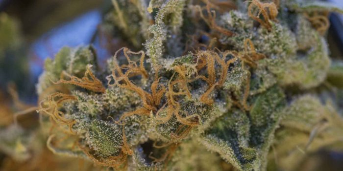 1920x1080 AK-47: The Strain That Knocks You Off Your Rocker