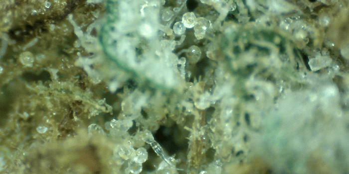 1280x1024 Keif Dry Sift Pollen Bestcoffeeshopamsterdam bestkeifbest