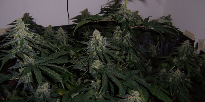 2048x1536 Trichome color variance- When to Harvest? - Cannabis Cultivation