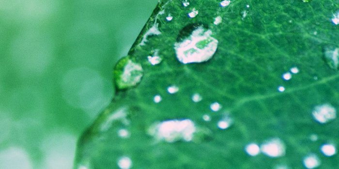 1125x2436 iPhoneXpapers - mg97-oasis-leaf-rained-after-morning-nature
