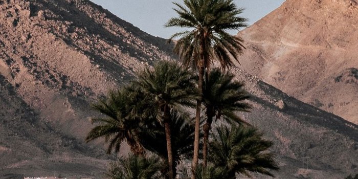 938x1668 Download wallpaper 938x1668 palm trees, mountains, desert, oasis