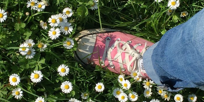 3024x4032 jolies marguerites (daisies, aesthetic, floral, cute, flowers