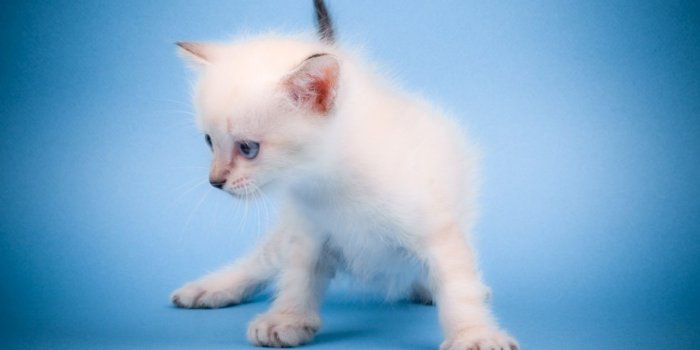 1244x700 Cute mew wallpaper | 1920x1080 | 492503 | WallpaperUP