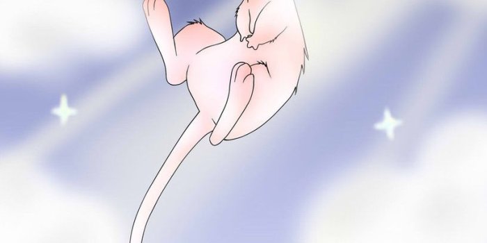 816x980 Get Cute Mew Pokemon Wallpaper Legendary pokemon mew by [816x980