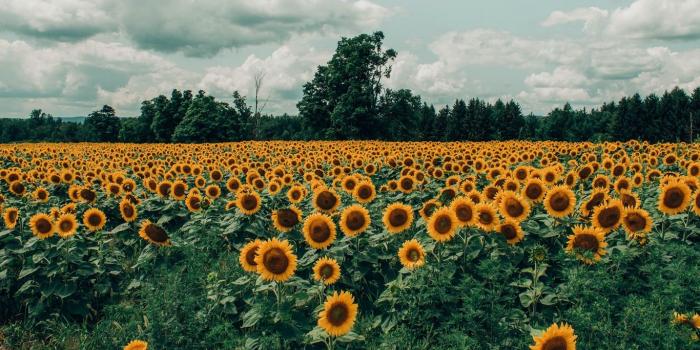 1366x768 Download wallpaper 1366x768 sunflowers, field, flowers, bloom