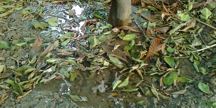 2048x1536 Dead Leaves Floating On Water Under A Tree (id: 119632) | BUZZERG