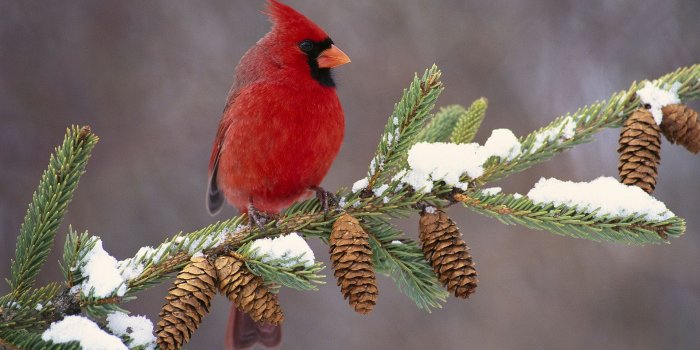 1920x1080 Winter Birds Wallpaper | HD Wallpapers 1080p, HD & Widescreen