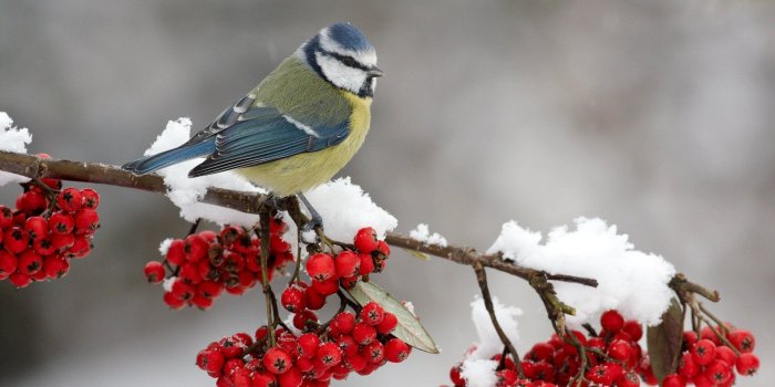 1920x1080 Importance of Feeding the Birds in Winter | Animals | Bird pictures