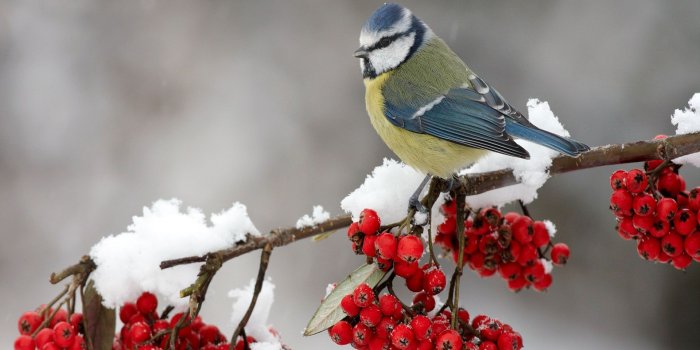 1920x1200 60+ Winter Bird Scenes Wallpapers - Download at WallpaperBro