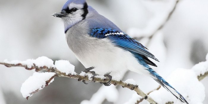 1600x1200 Beautiful Bird Winter ❤ 4k Hd Desktop Wallpaper For - Birds In