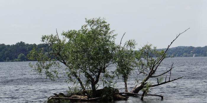 2592x1944 green tree floating in river free image | Peakpx