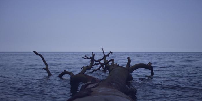 2880x1800 Tree trunk floating in the ocean wallpaper - Photography wallpapers