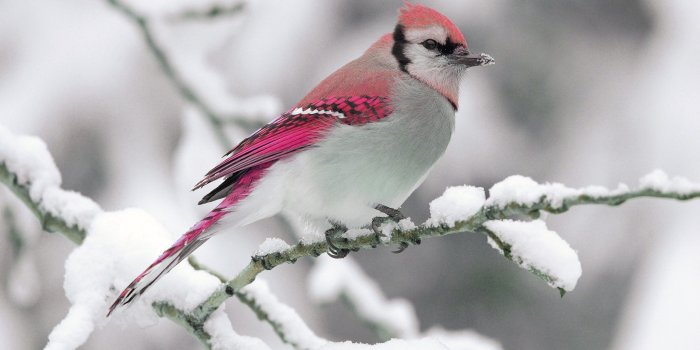 2560x1600 Wallpaper Winter, snow, red feather bird 2560x1600 HD Picture, Image