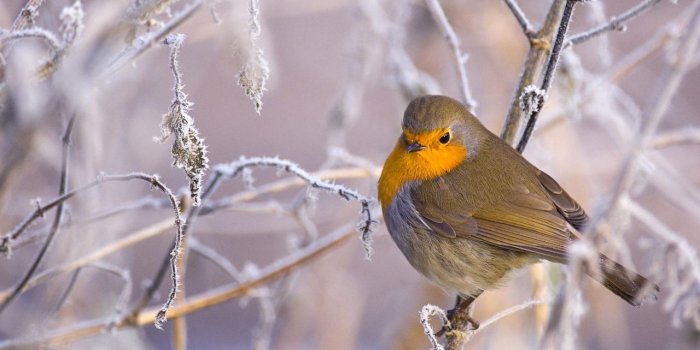 1280x804 Winter Bird wallpapers | Winter Bird stock photos