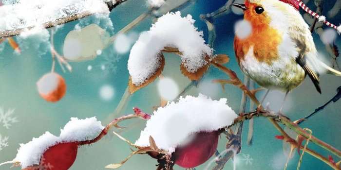 1440x1280 Winter Bird Wallpaper by UnthinKable_ - 6e - Free on ZEDGE™