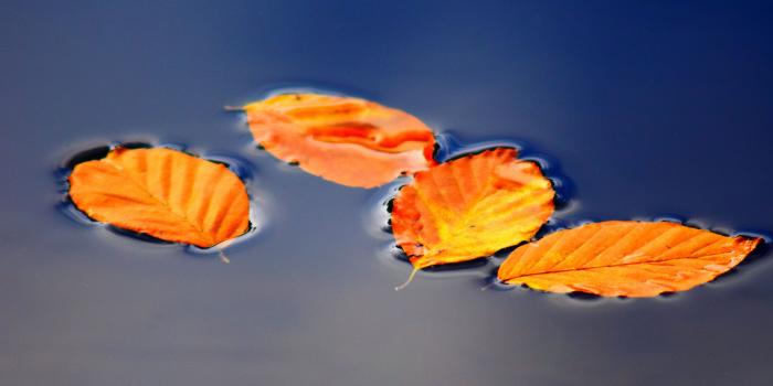 3840x2160 Download 3840x2160 Wallpaper Golden Leaves, Floating, Autumn, 5k, 4