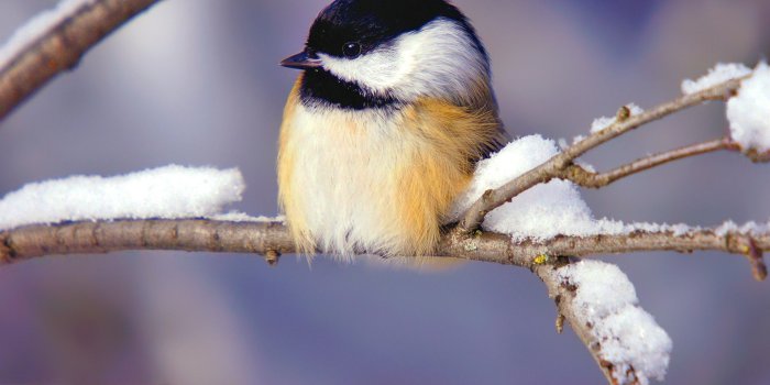 1920x1080 40+ Winter Bird Wallpapers - Download at WallpaperBro