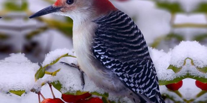 1024x768 38+] Winter Birds Wallpaper on WallpaperSafari