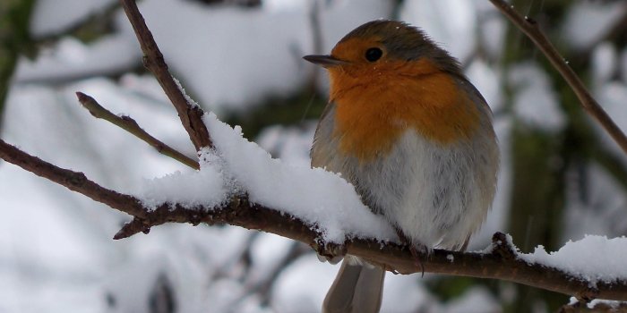 1920x1080 Cute Little winter Bird widescreen wallpaper