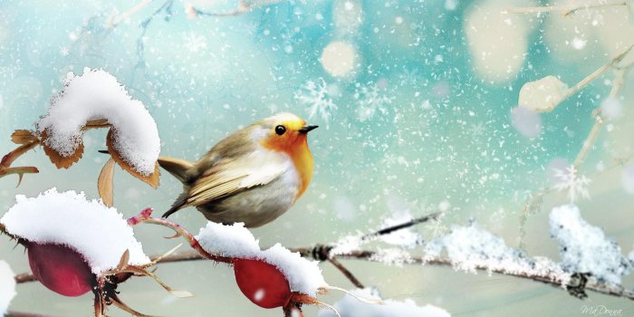 1920x1080 Little Winter Bird HD desktop wallpaper : Widescreen : High