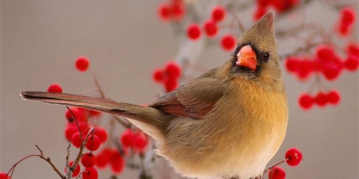 1024x1024 Nature Winter Bird On Wild Red Fruit iPad Air Wallpapers Free Download