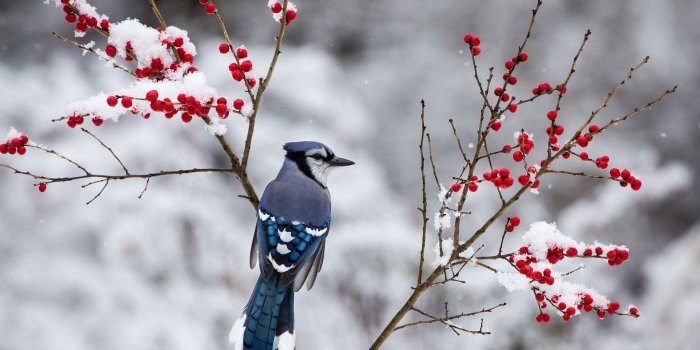 1920x1200 berries, Jay, Branch, Winter, Snow, Bird Wallpapers HD / Desktop and