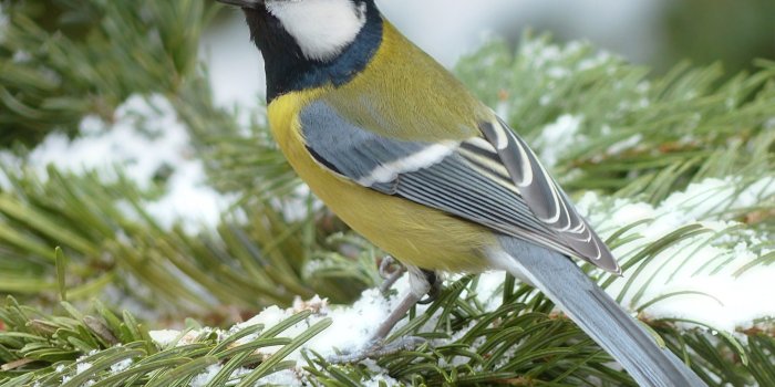 1920x1440 Winter Birds Wallpapers HD Free Download