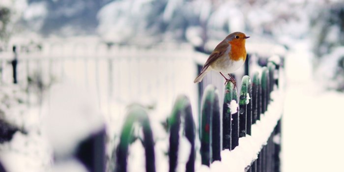 1920x1200 Wallpaper Winter bird snow fence 1920x1200 HD Picture, Image