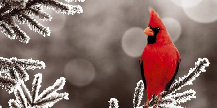 1920x1200 70+ Red Bird Wallpapers on WallpaperPlay