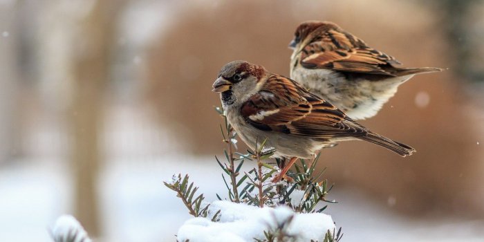 1332x850 Wallpaper winter, feathers, birds, sparrows images for desktop