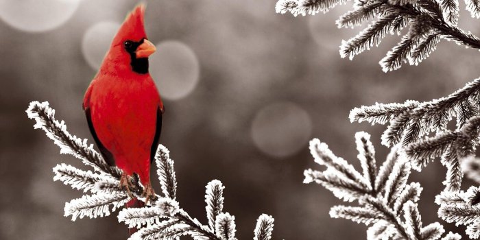 1920x1080 70+ Winter Cardinal Bird Desktop Wallpapers - Download at WallpaperBro