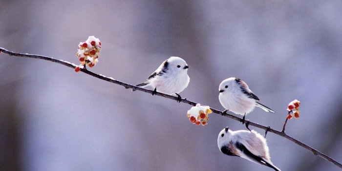 1332x850 Wallpaper winter, birds, berries, branch, Japan, Hokkaido, long