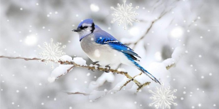 1280x800 Winter Birds Live Wallpaper for Android - APK Download
