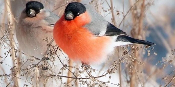 1024x768 Winter birds wallpaper Gallery