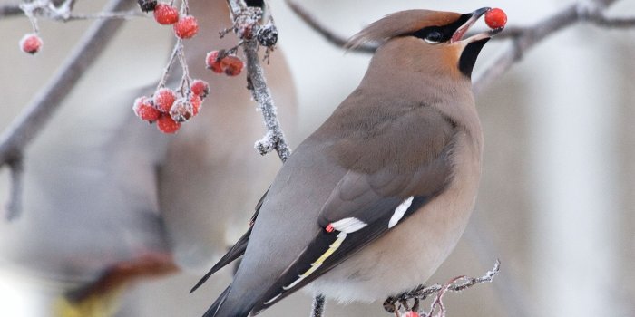 2469x1646 Bohemian Winter Wallpapers - Top Free Bohemian Winter Backgrounds