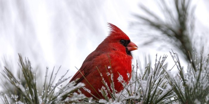 1920x1200 Cardinal Bird Wallpaper ·① WallpaperTag