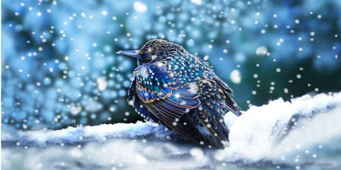 1280x800 Winter Birds Live Wallpaper for Android - APK Download