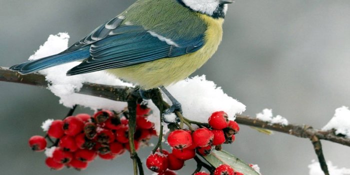 1440x1280 Winter Bird Wallpaper by AtifSaad - dc - Free on ZEDGE™