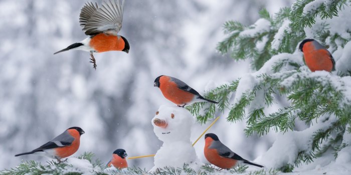 2048x1363 winter, birds, snow, cold :: Wallpapers