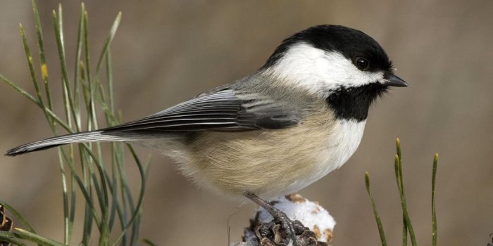 1280x1024 Free download winter bird pictures and widescreen desktop wallpaper